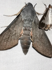Hyles vespertilio
