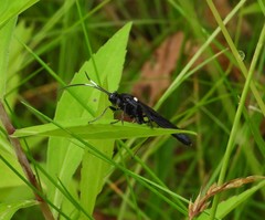 Ichneumon deliratorius