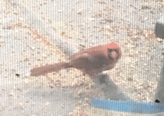Cardinalis cardinalis