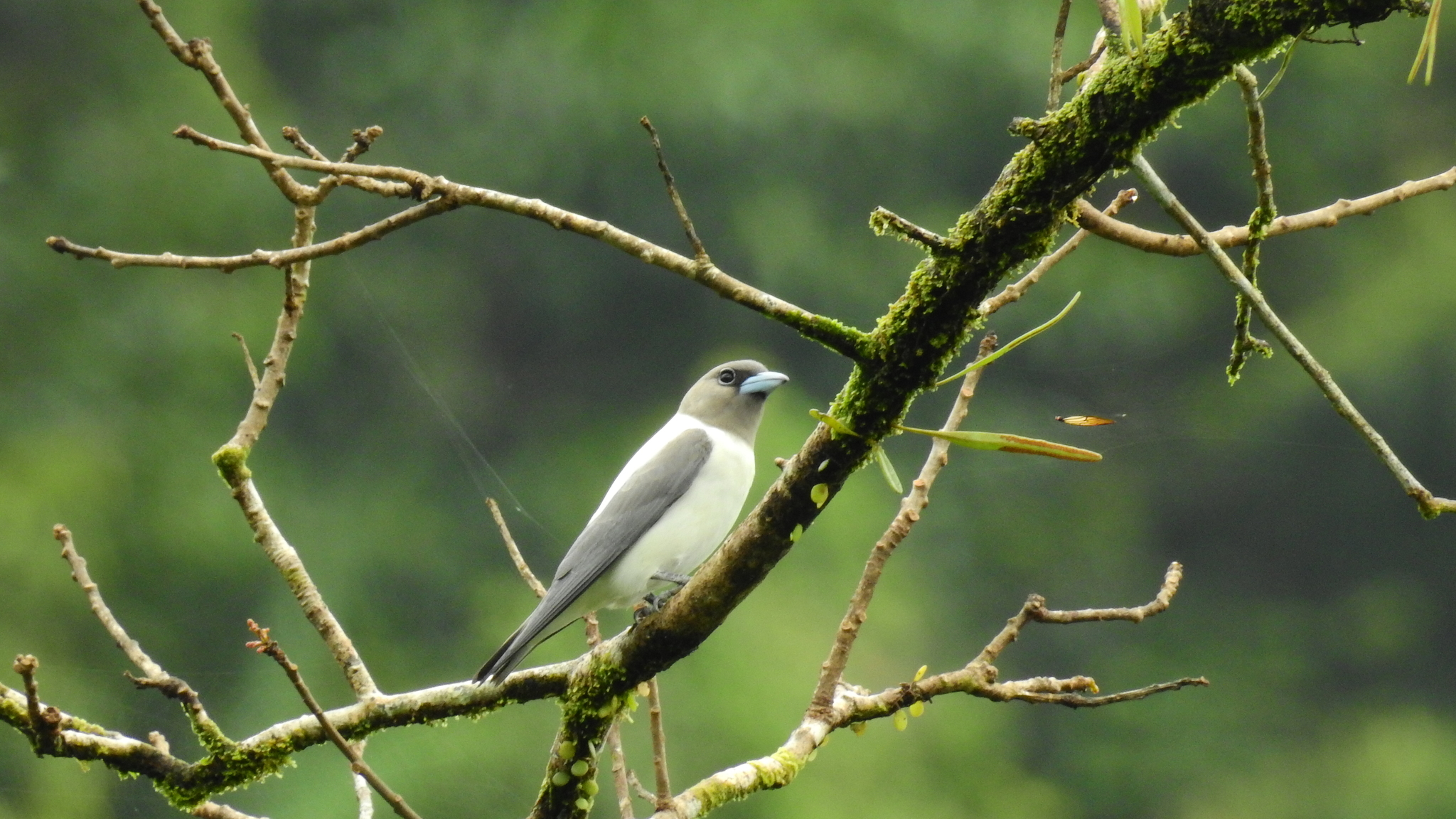Ivory-backed Woodswallow (Artamus monachus), photo 6