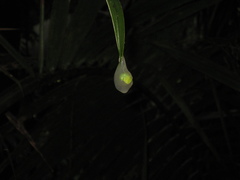 Gaeotis nigrolineata