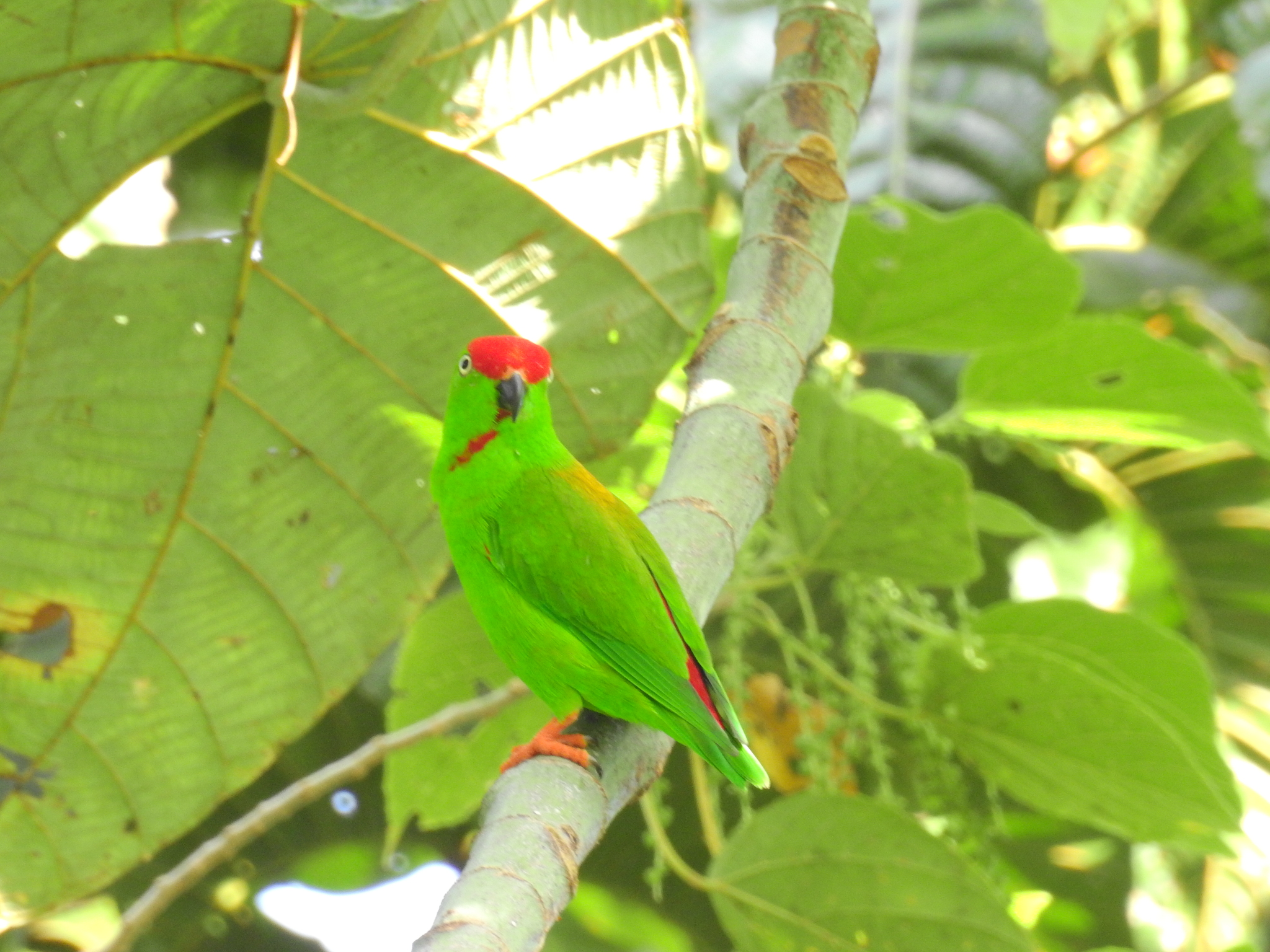 Sulawesi Hanging-Parrot illustration