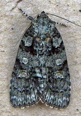 Acronicta tristis