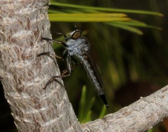 Cerdistus erythrurus