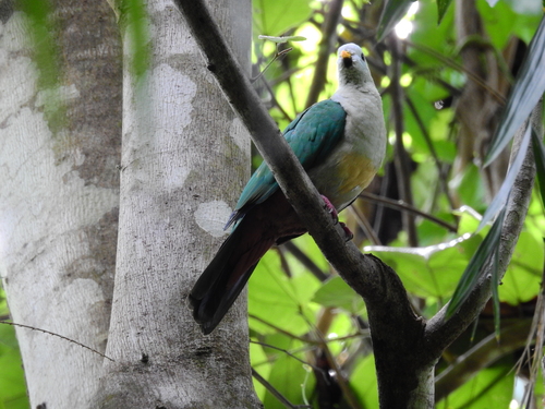 Oberholser's Fruit Dove (Ramphiculus gularis), photo 2