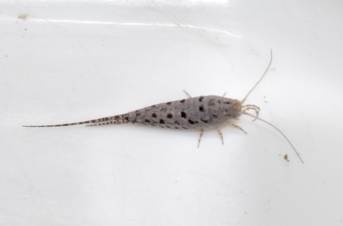 Representative image of Machilinus