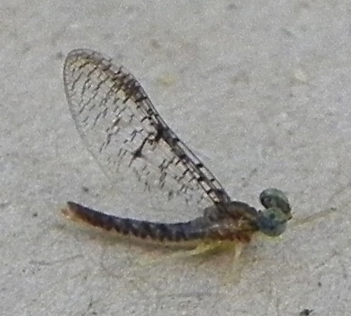 Walsh's Flat-headed Mayfly