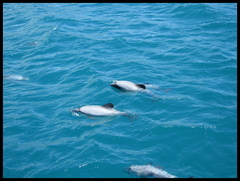 Cephalorhynchus hectori