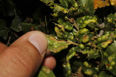 Aceria quercina