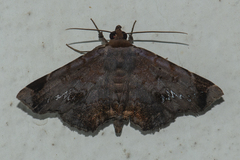 Mecodina