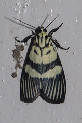 Heortia vitessoides