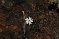 Silene spinescens