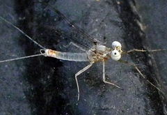 Maccaffertium modestum