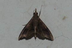 Clupeosoma