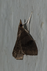 Clupeosoma