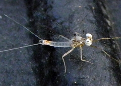 Maccaffertium modestum