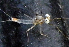 Maccaffertium modestum