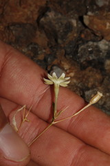 Silene spinescens