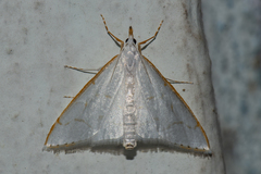 Ramila