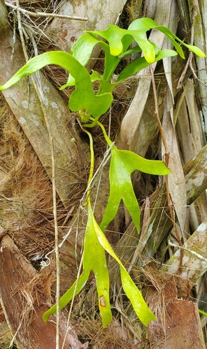Image of Cheiroglossa palmata by (c) Laura Gaudette, some rights reserved (CC BY)