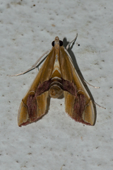 Agathodes ostentalis