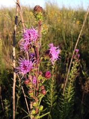 Liatris novae-angliae