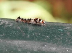 Paralebeda plagifera