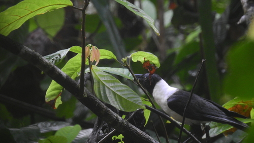 Piping Crow (Corvus typicus), photo 8
