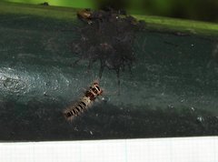 Paralebeda plagifera