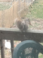 Sciurus carolinensis