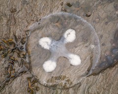 Ptychogena lactea