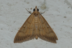 Crypsiptya coclesalis