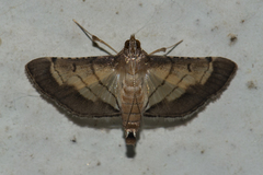 Cnaphalocrocis trebiusalis