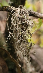 Ramalina leptocarpha