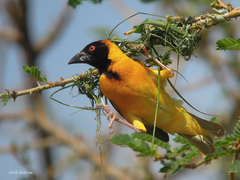 Ploceus cucullatus bohndorffi