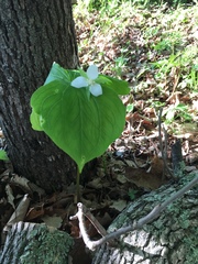 Trillium