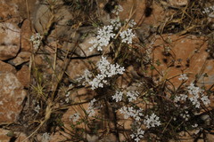Scaligeria napiformis