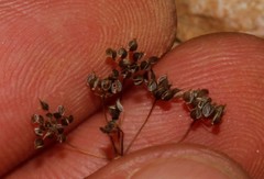 Scaligeria napiformis