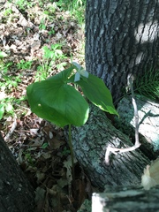 Trillium