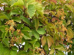 Parthenocissus inserta