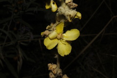 Verbascum undulatum