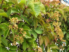 Parthenocissus inserta