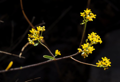 Odontarrhena muralis