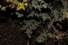 Verbascum undulatum