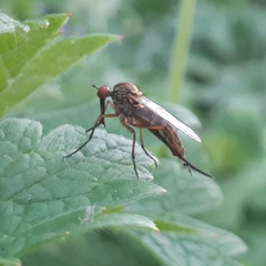 Empis livida