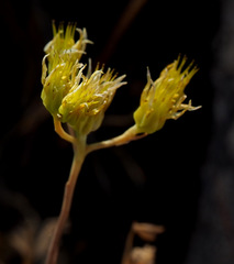 Petrosedum amplexicaule