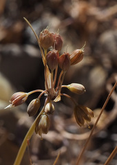 Allium pseudostamineum