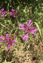 Clarkia concinna