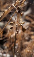 Allium pseudostamineum