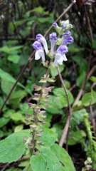 Scutellaria discolor